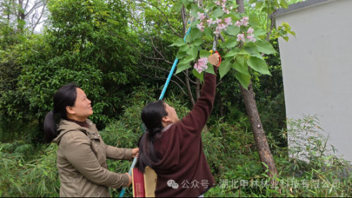 标本采集记：赴岘山之约，采春日草木！